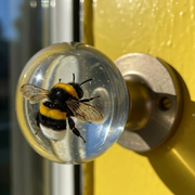 Cumuul NatureNest Crystal Knob